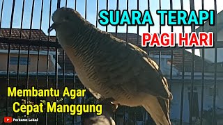 Download lagu Suara Perkutut Lokal Gacor Suara Besar Untuk Terapi Agar Cepat Bunyi Paling Ampuh #peekututlokal mp3