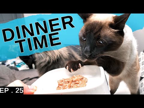 Our Siamese Cats meal plan (Before we changed to a Raw food diet)