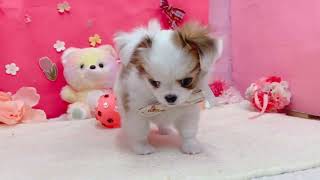 チワワ(ロング)の動画01