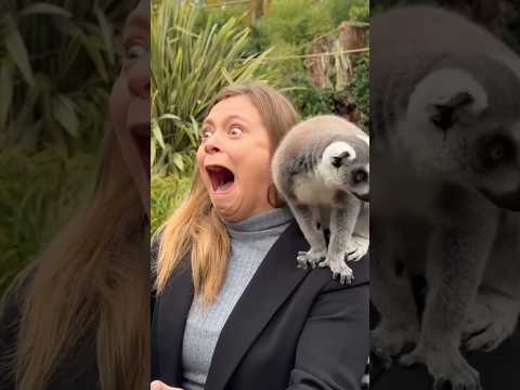 ka nui hlum dawn #shorts #funny #memes