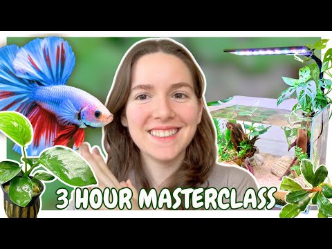 How To Build The Best Betta Tank (Full Course)