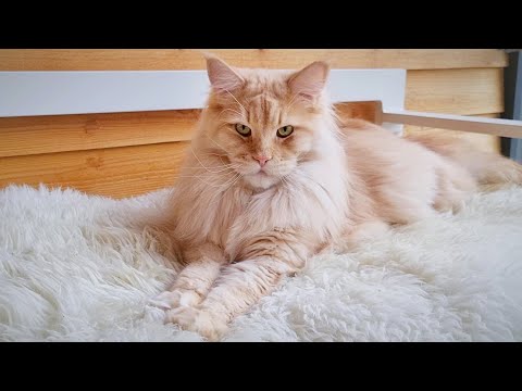 Maine Coon Cat Kneading Fluffy Blanket