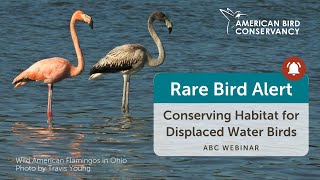 Rare Bird Alert: Conserving Habitat for Displaced Water Birds