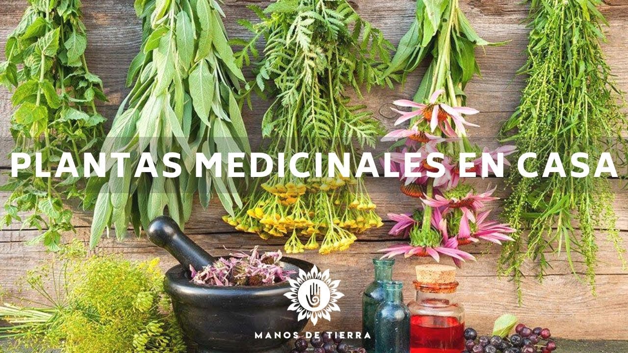 Watch La Mejor Medicina Natural Que Debes Tener En Casa / Plantas Medicinales/ Herbolaria En CasašŖ“šæš Now La Mejor Medicina Natural Que Debes Tener En Casa / Plantas Medicinales/ Herbolaria En CasašŖ“šæš