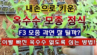 [텃밭농부 1,113]  옥수수 F3 모종 직접 키워서 모종정식. 이빨 빠진 옥수수 없도록 심는 방법. #옥…