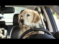 Subaru Dog Commercial - funny commercials!