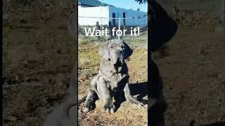 Download lagu World's Biggest Dog #6 Mastino Napoletano mp3 Download lagu World's Biggest Dog #6 Mastino Napoletano mp3