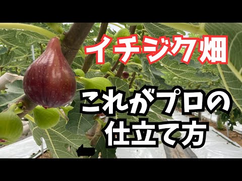 イチジクで気根を育てるにはどうすればよいですか？なぜ彼らは現れるのでしょうか？試してみたい4つの方法  庭園