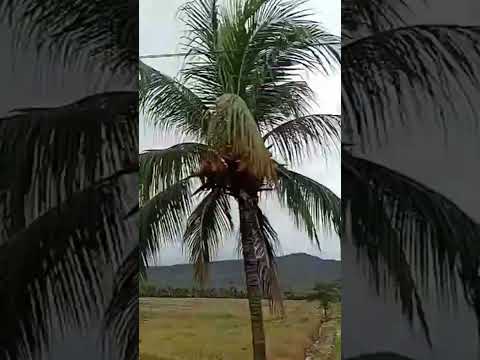 Bagua Grande - Amazonas