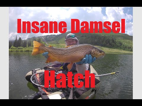 Fly fishing for big tigers and cutts during an INSANE! damsel hatch