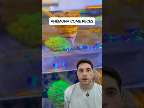 Así le da de comer a la anémona 😱 #peces #fishing #curiosidades #mar #animales #oceano #acuario
