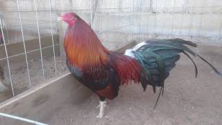 3/4 kelso 1/4 asil Rancho El Alacrán
