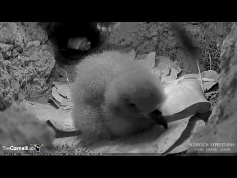 "Fluff" Close And Personal With the Cahow Chick – Mar. 24, 2017