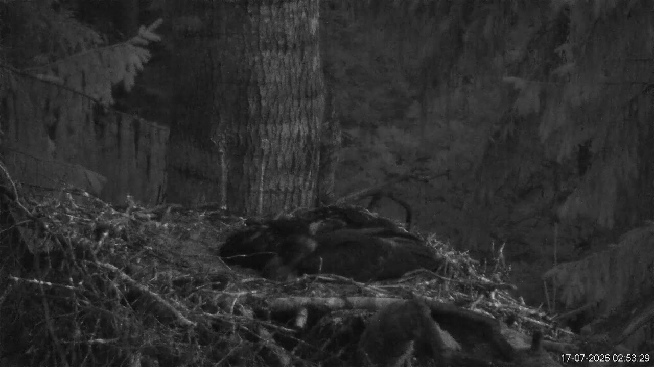 Live webcam view of Nido 2 de cigüeña negra
