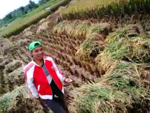 Adam Cianjur - Ngarit Pare ( pesta panen )