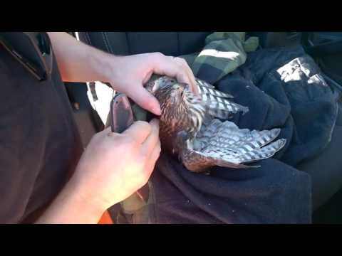 170726140 Man Spots Hawk Covered In Big Barbed Thorns, Then Spends 3 M