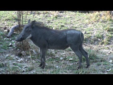 Warthogs Walking Toward Us