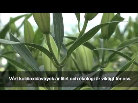 Puutarha Uusimaa Sälinkää Kanervon Puutarha Ky