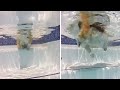 Adorable Underwater Video Of A Fluffy Corgi Swimming Shorts