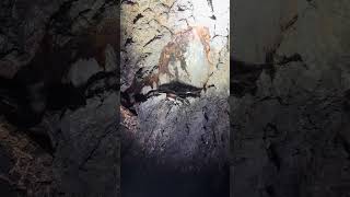 【閲覧注意】2026年クワガタ捕獲part3