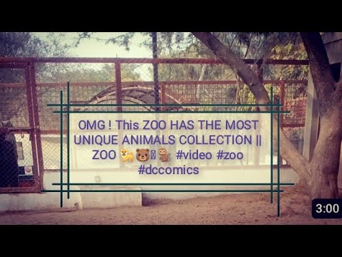OMG ! This ZOO HAS THE MOST UNIQUE ANIMALS COLLECTION || ZOO 🐕🐻🦚🐒 #video #zoo #dccomics
