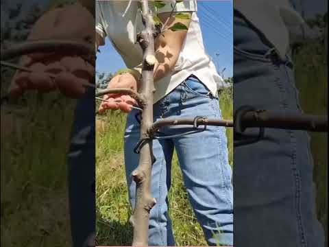 เหล็กดัดกิ่ง ทำเองง่าย ๆ