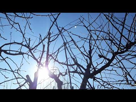 Vlog livadă 06.02.2018