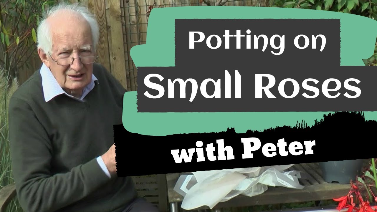 Potting On Small Roses
