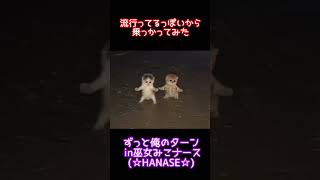 流行ってるっぽいから乗っかってみた【ずっと俺のターン】夏休みのテンション【猫動画】#shorts