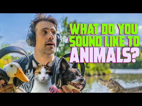 How The World SOUNDS To Animals