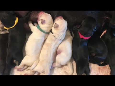 Muzzy and Tru’s new babies just hours old