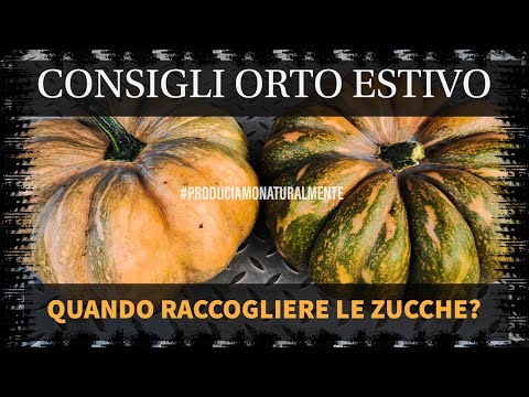 , title : 'Quando raccogliere le zucche nell'Orto'