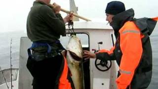 preview picture of video 'Havfiskeri Røst ( torsk 20.0 kg ) fishing norway'