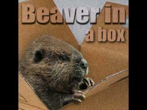Operation Wells - Beaver In A Box