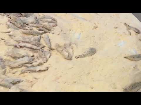 Creuza de Ma'. Il nuovo impianto automatico di pulitura e impanatura acciughe