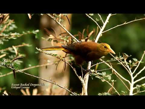 Russet-backed Oropendola 01 - Villa carmen lodge, Manu national park.