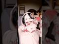 Jane Calls The Cops On Jeff The Killer Creepypasta Shorts