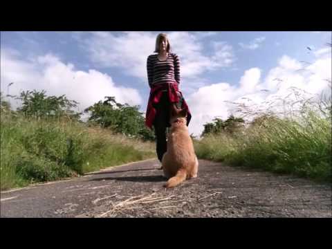 Kira - Trickzertifikat MEISTER