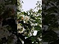 parijat flowers | parijat plant | harsingar #shorts #parijat