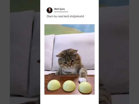 zekaya hayran kaldım ahdhn, x