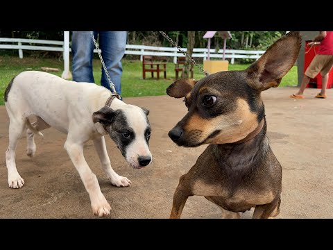 Bom Jesus do Sul recebe ação do CastraPet Paraná e reforça compromisso com o bem-estar animal