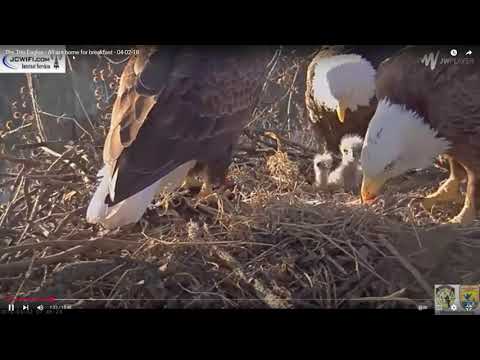“Breakfast in the Cold: Trio Eagles Feed Their Young Together”