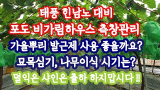 9월 태풍 힌남노대비 포도하우스관리, 가을뿌리 발근제 좋을까? 묘목식재, 나무이식 시기는 ?