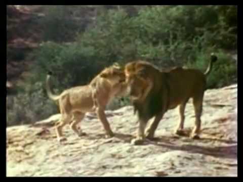 Christian The Lion Full Reunion Ending HQ