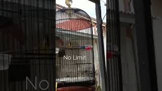 Download lagu Sogon Trotol Materi Platuk Sampit kejerrrr mp3