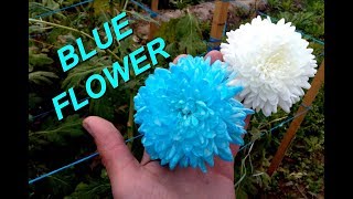 Make perfect blue bloom flowers at home