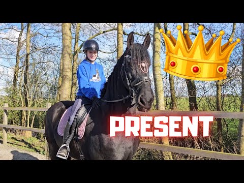 A gift for Queen👑Uniek, 10 days before she passed away | Friesian Horses