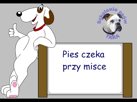 Pies czeka przy misce - Szkolenie psów TARA