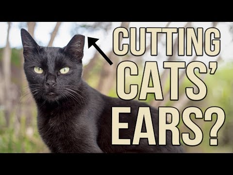 download lagu mp3 mp4 Feral Cat Clipped Ear, download lagu Feral Cat Clipped Ear gratis, unduh video klip Feral Cat Clipped Ear