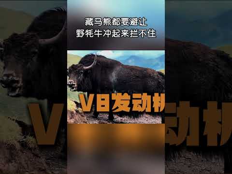 藏馬熊都要避讓，野犛牛衝起來攔不住！#shorts | #紀錄片 #有趣  #涨知识 #動物 #知識  #生物